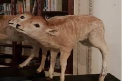 5341
